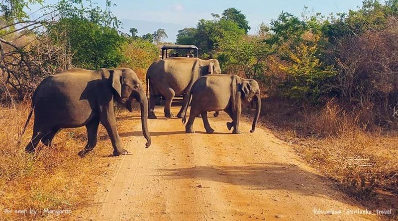 Découverte du Sri Lanka
