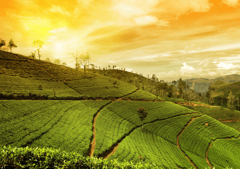 Munnar & Thekkady